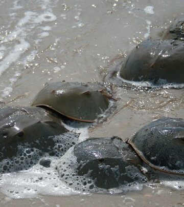 horseshoe crabs