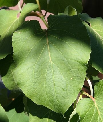 hoja santa herbs