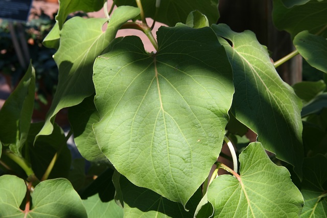 hoja santa herbs