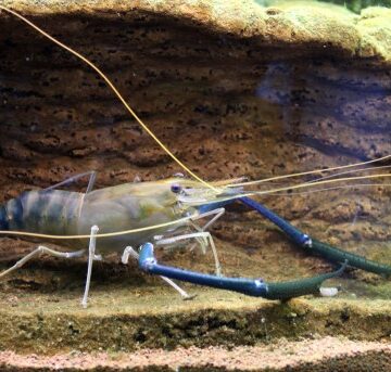 shrimp giant river prawn