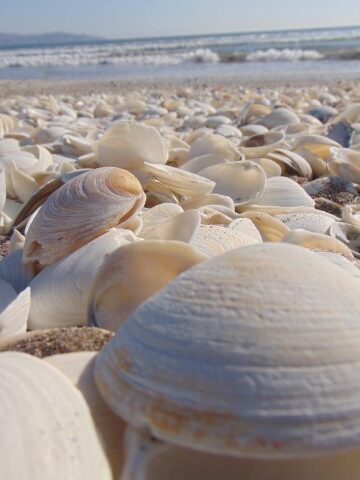 clam harvesting