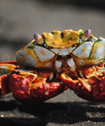 Crab Gumbo