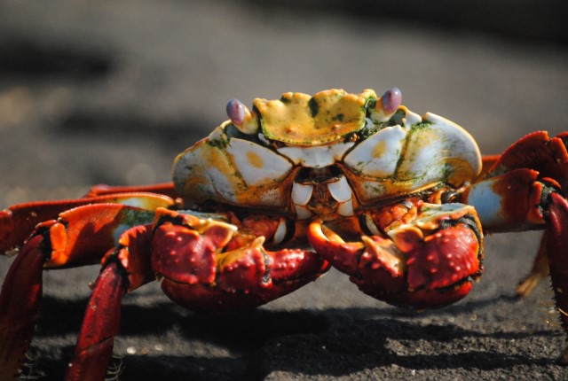 Crab Gumbo