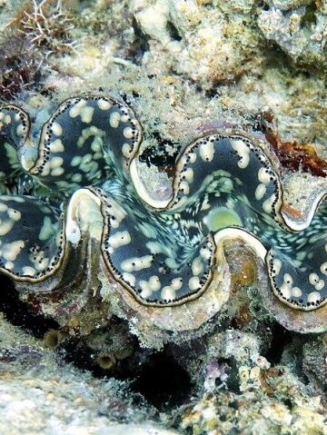 giant clam