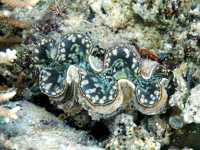 giant clam