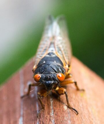 cicadas