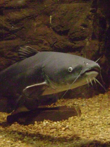 blue catfish