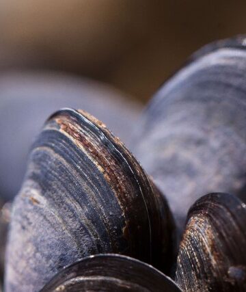 mussels