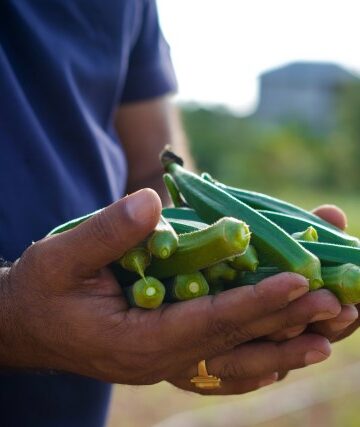 shrimp and okra stew recipe