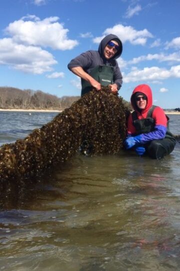 kelp farming