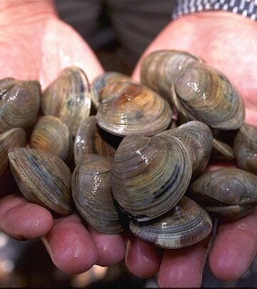 smoked clams