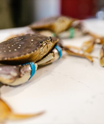 crab in kitchen ready to be nomnomnomed